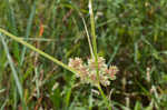 Drummond's sedge